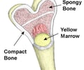 Image: compact bone
