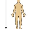 Image: Caudal