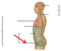Image: pelvic cavity