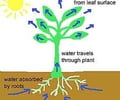 Image: Transpiration