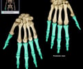 Image: phalanges