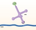 Image: tRNA (transfer RNA)