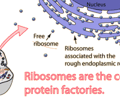 Image: rRNA (ribosomal RNA)