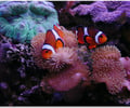 Image: Symbiosis