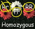 Image: homozygous (purebred)