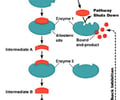 Image: Why is feedback inhibition important to the cell?