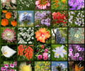 Image: Flora