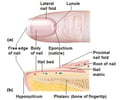 Image: lunula