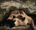 Image: Example of physiological adaptation