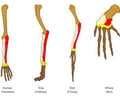 Image: Homologous Structures