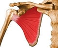 Image: Subscapularis