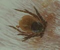 Image: Parasitism