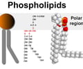 Image: Phospholipid