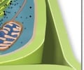 Image: Cell Wall
