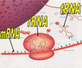 Image: What are the 3 types of RNA?