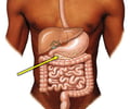 Image: pancreas