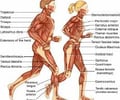 Image: voluntary muscle