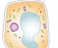 Image: Vacuole
