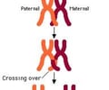 Image: genetic recombination