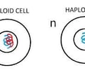 Image: Diploid (2n)