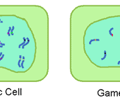 Image: somatic cells (body cells)