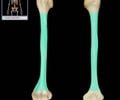 Image: diaphysis