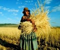 Image: subsistance farming