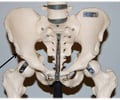 Image: Anterior inferior iliac spine