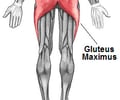 Image: Gluteus maximus