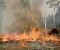 Image: slash and burn agriculture