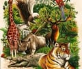 Image: Fauna