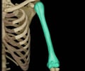 Image: humerus