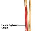 Image: Flexor Digitorium Longus