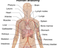Image: anatomy