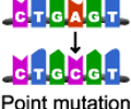 Image: point mutation