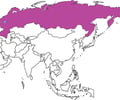 Image: Russia