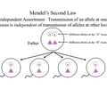 Image: independent assortment
