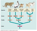 Image: phylogenetic tree