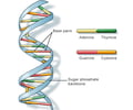 Image: What is DNA?