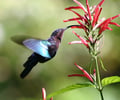 Image: example of co-evolution