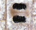 Image: Telophase and Cytokinesis