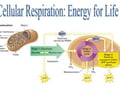 Image: Cellular Respiration