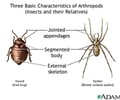 Image: appendage