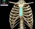 Image: body