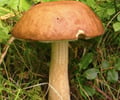 Image: Fungi