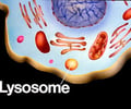 Image: Lysosome
