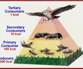 Image: Energy pyramid