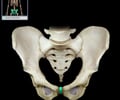 Image: symphysis pubis