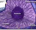 Image: Nucleolus