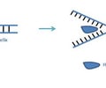 Image: DNA Helicase (Step 1)